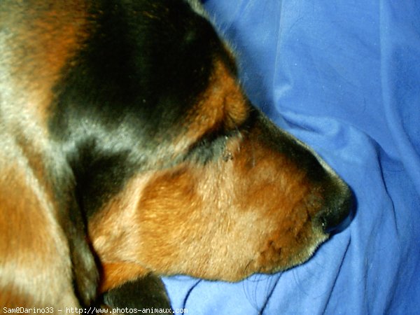 Photo de Basset hound