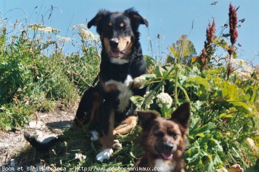 Photo de Races diffrentes