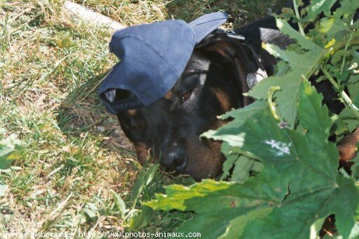 Photo de Rottweiler