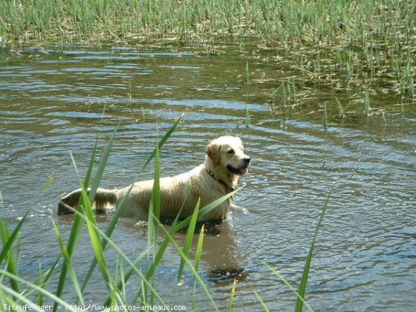 Photo de Golden retriever