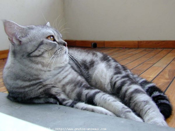 Photo de British shorthair