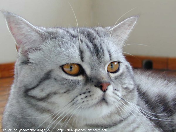 Photo de British shorthair