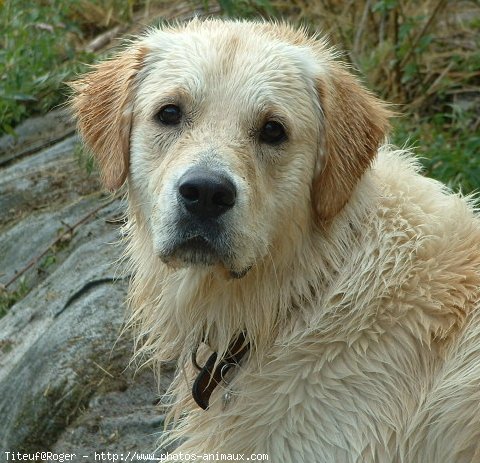 Photo de Golden retriever