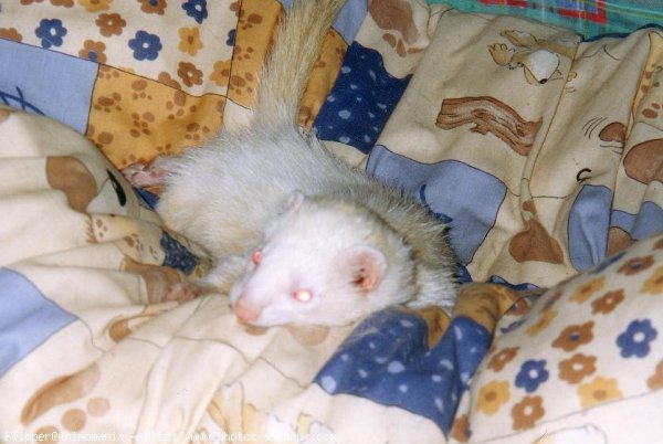 Photo de Furet