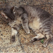 Photo de Chat domestique