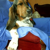 Photo de Basset hound