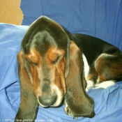 Photo de Basset hound