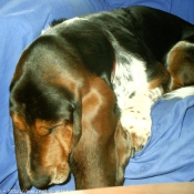 Photo de Basset hound