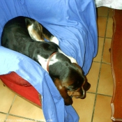 Photo de Basset hound