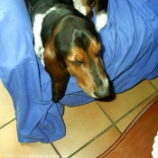 Photo de Basset hound