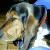 Photo de Basset hound