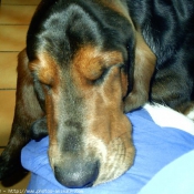 Photo de Basset hound