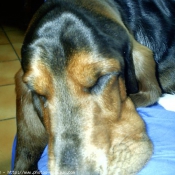 Photo de Basset hound