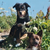 Photo de Races diffrentes