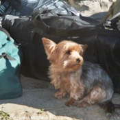 Photo de Yorkshire terrier