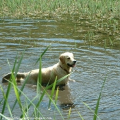 Photo de Golden retriever