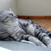 Photo de British shorthair