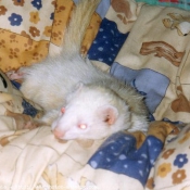 Photo de Furet