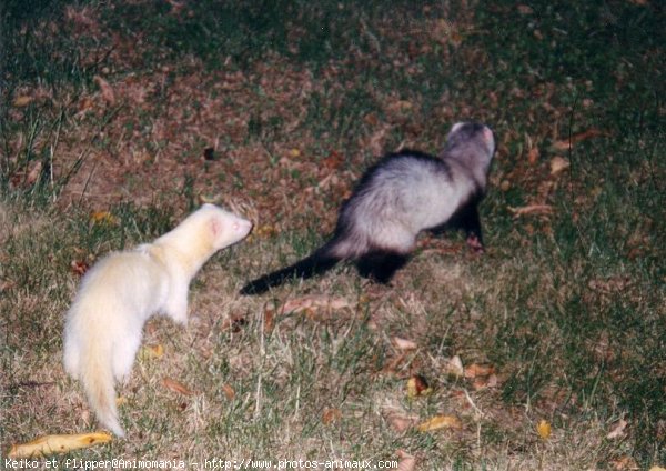 Photo de Furet