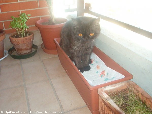 Photo d'Exotic shorthair