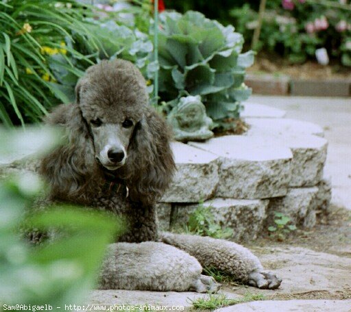 Photo de Caniche moyen