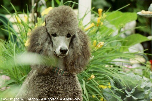 Photo de Caniche moyen