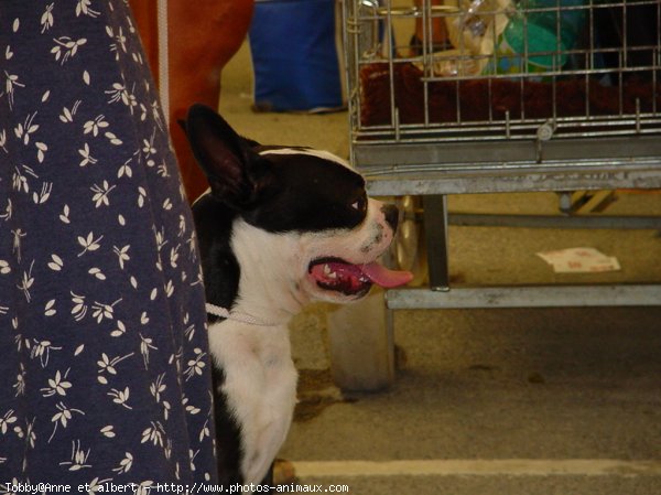 Photo de Boston terrier