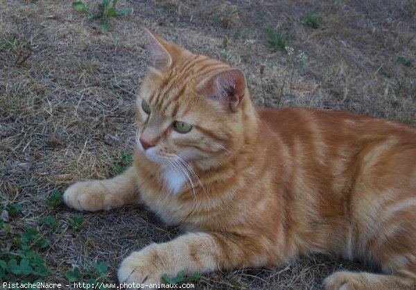 Photo de Chat domestique