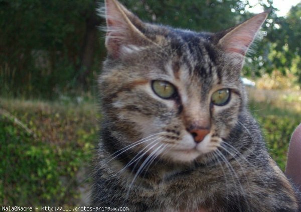 Photo de Chat domestique