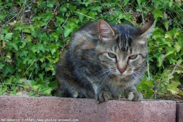 Photo de Chat domestique