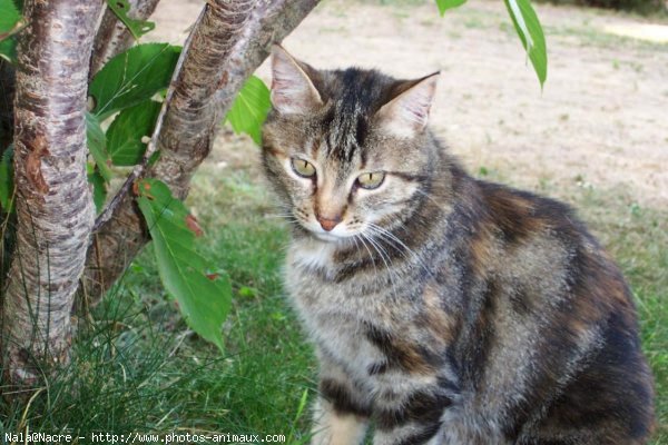 Photo de Chat domestique