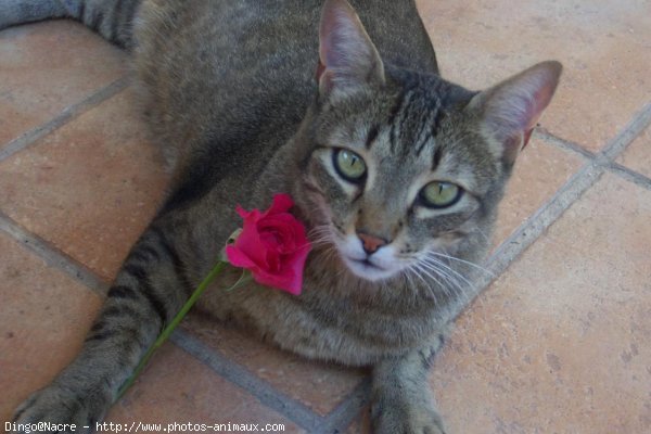 Photo de Chat domestique