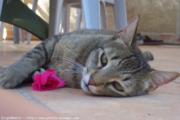 Photo de Chat domestique