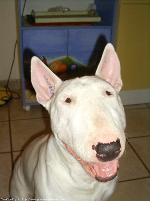 Photo de Bull terrier miniature