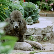 Photo de Caniche moyen