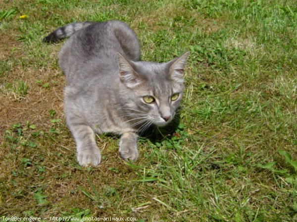 Photo de Chat domestique