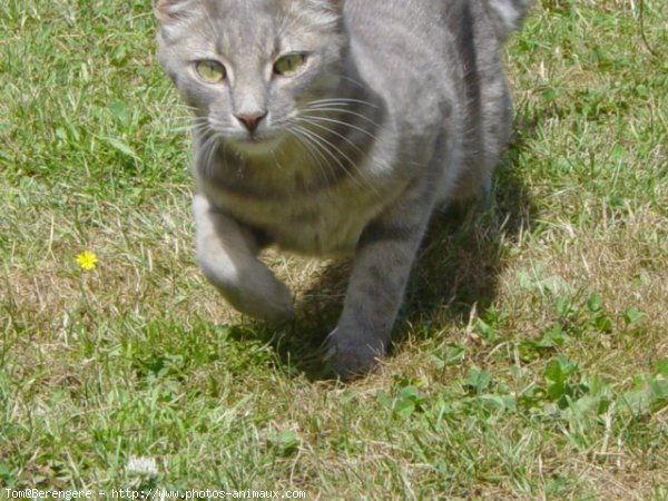 Photo de Chat domestique