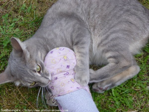 Photo de Chat domestique