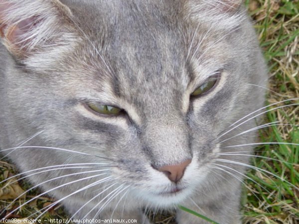 Photo de Chat domestique