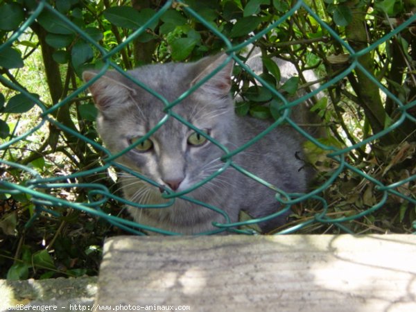 Photo de Chat domestique