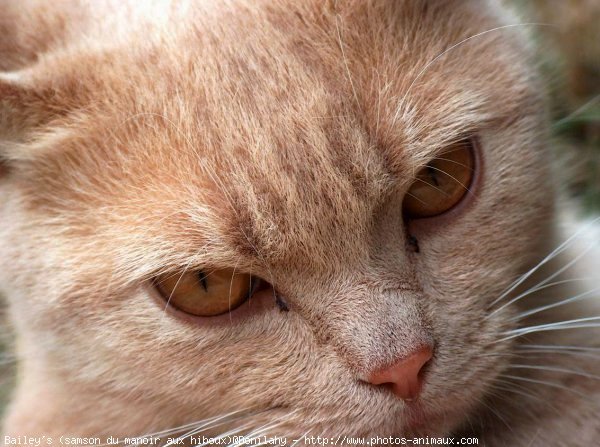 Photo de British shorthair