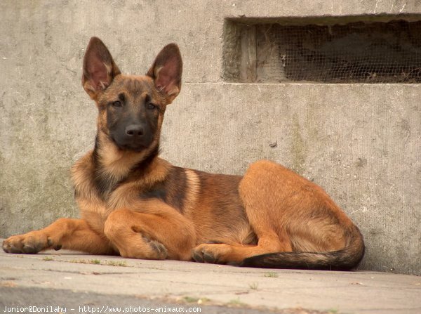 Photo de Berger belge malinois