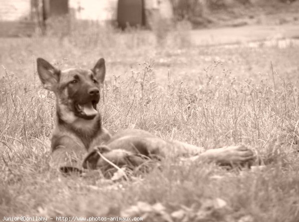 Photo de Berger belge malinois