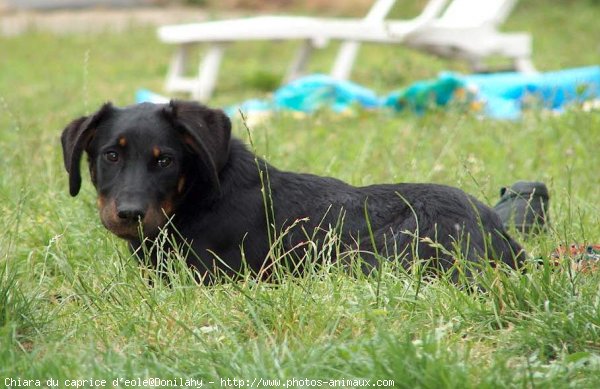 Photo de Berger de beauce