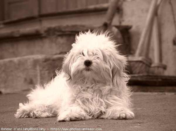 Photo de Coton de tulear