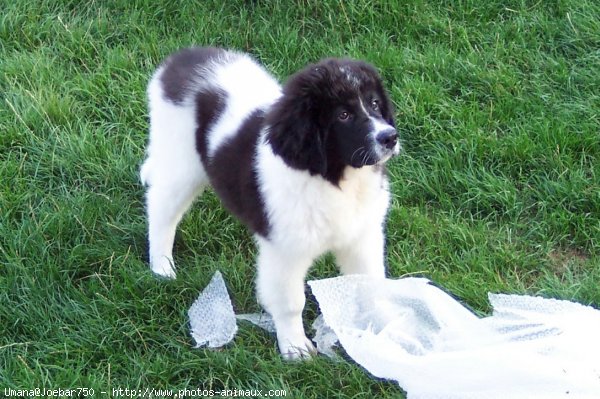 Photo de Chien de terre-neuve