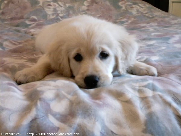 Photo de Golden retriever