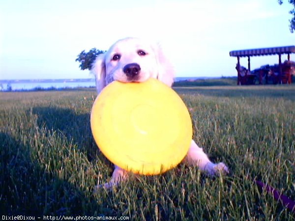 Photo de Golden retriever