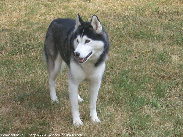 Photo de Husky siberien