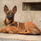 Photo de Berger belge malinois